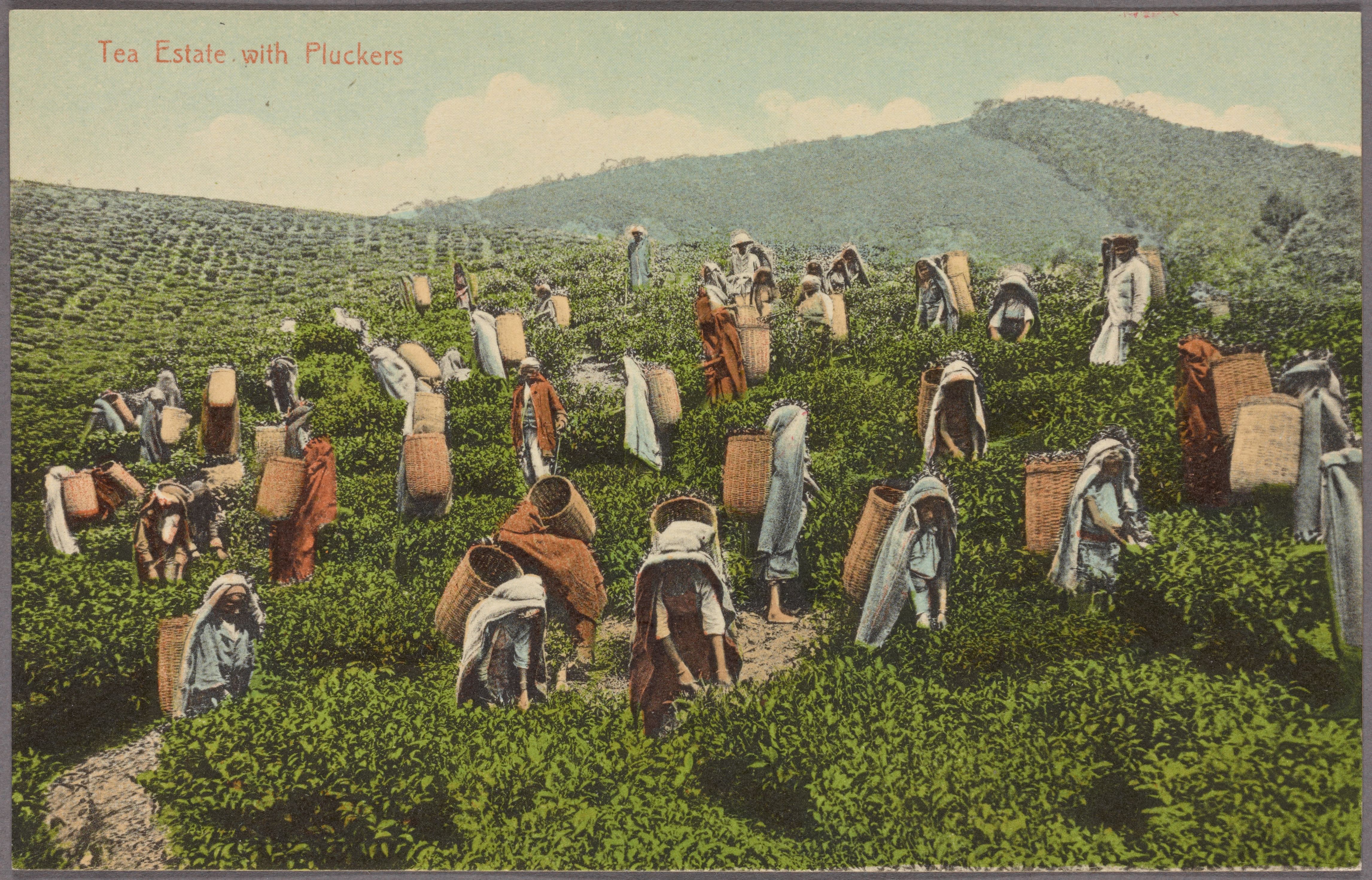 A postcard with a field and hills in the background covered in green plants while workers with baskets on their backs pick leaves.