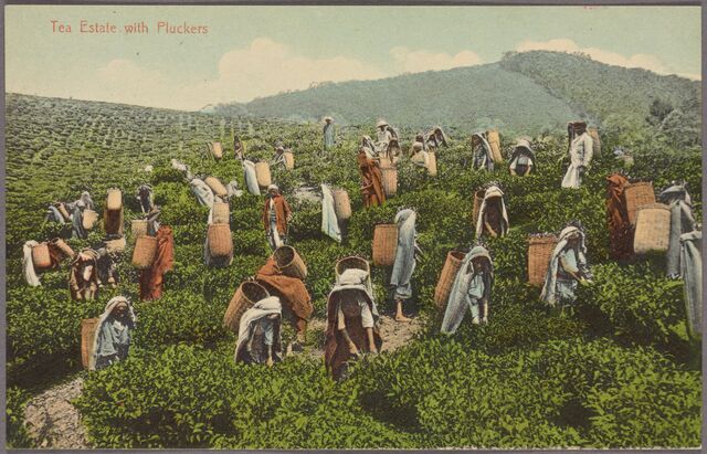 A postcard with a field and hills in the background covered in green plants while workers with baskets on their backs pick leaves.