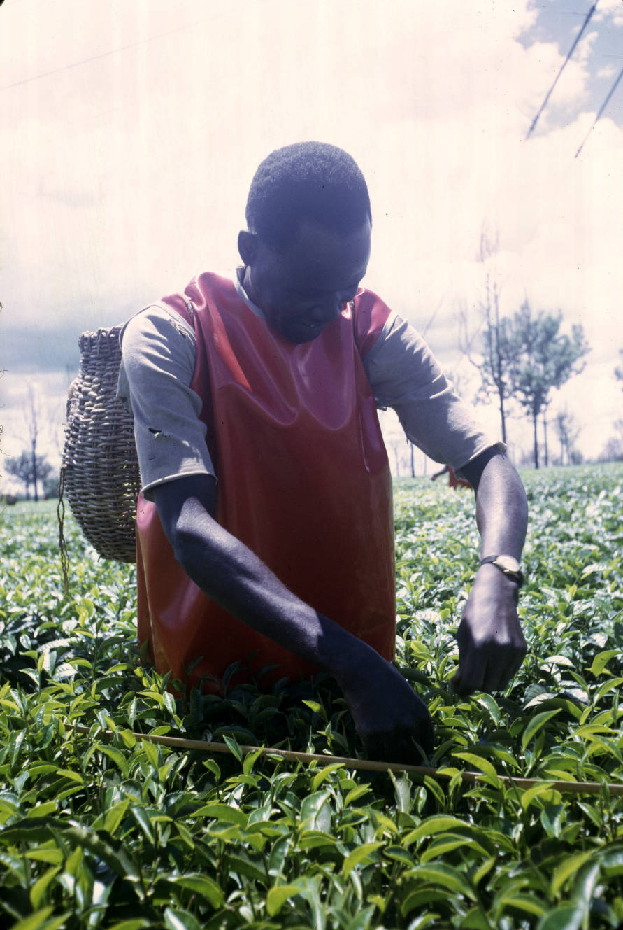 Tea picker leans over among tea plants to pick leaves while wearing a watch, orange rubber vest, and basket on their back.