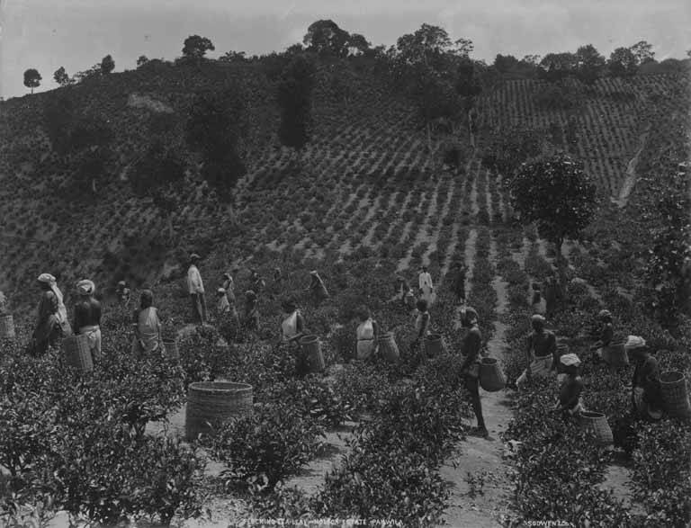 Black and white photo with rows of plants. Laborers with baskets on their backs walk among the field plucking.