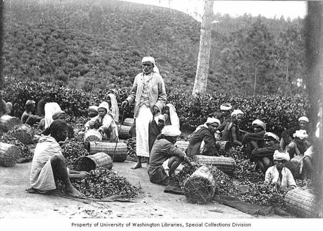 The background has hills with tea plants, while in the foreground men, women, and children sit on the ground sorting tea leaves into woven baskets. One man with a cane stands observing.