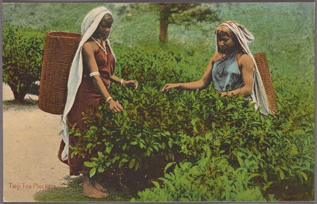 A postcard of two women wearing head scarves and baskets on their backs. They stand amongst plants waist high, harvesting the leaves.