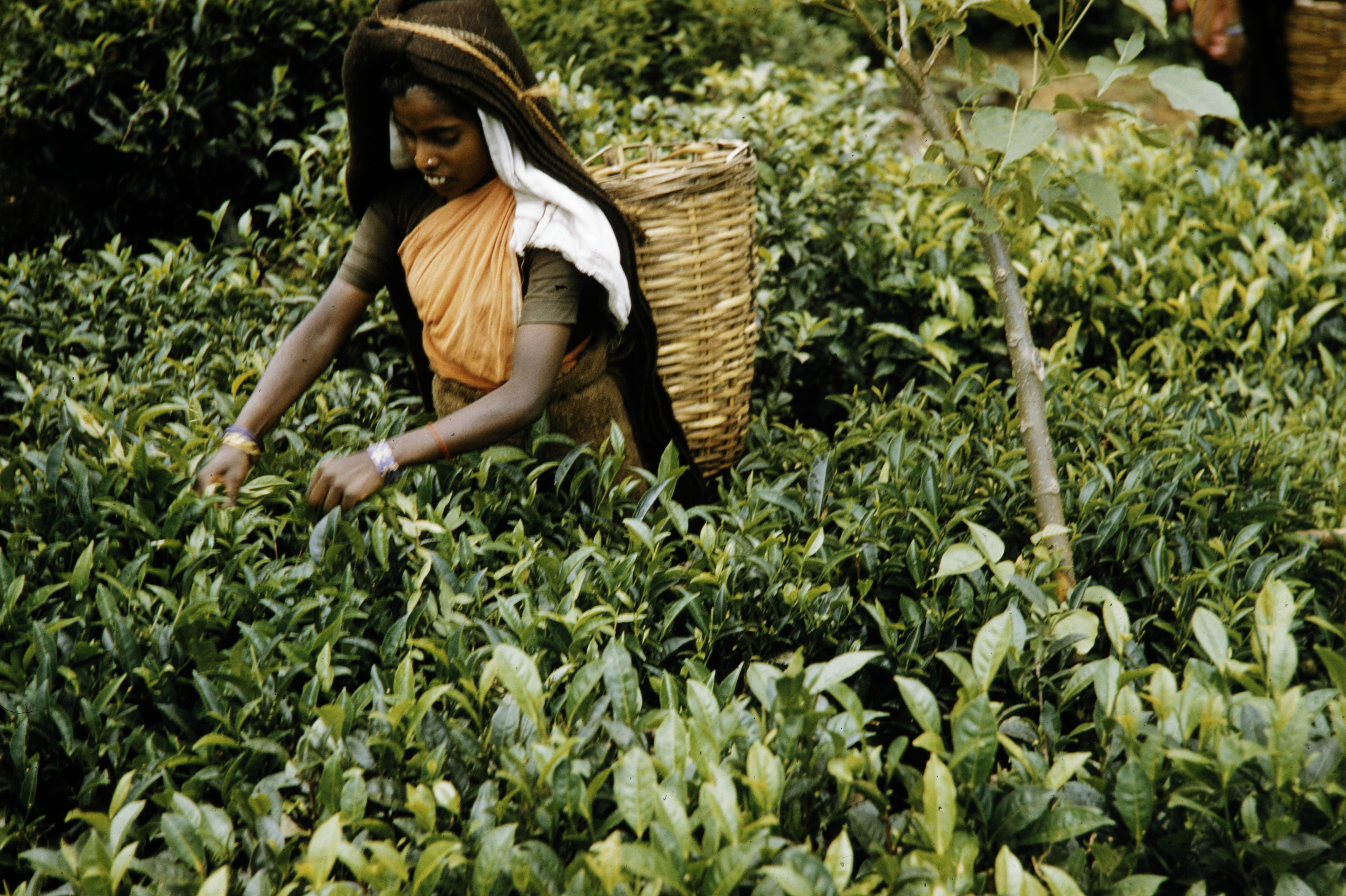 One woman wearing a head covering and basket on her back stands in a field of tea plants plucking the leaves