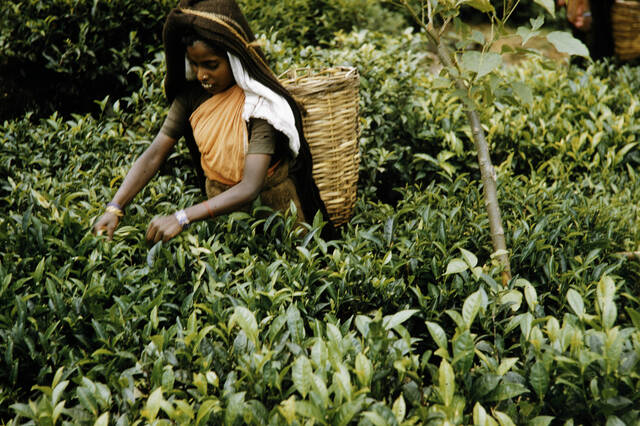 One woman wearing a head covering and basket on her back stands in a field of tea plants plucking the leaves