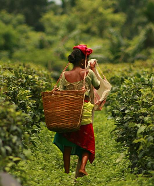 Woman in between two rows of tea plants carrying a basket with a strap attached to her head while plucking tea leaves into a white bag.
