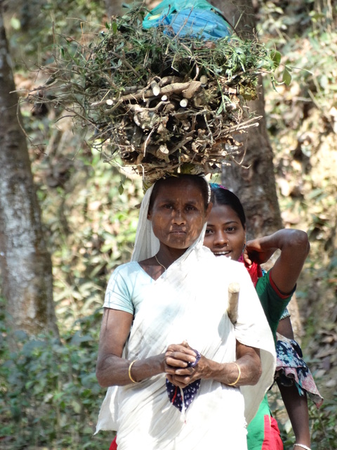 One woman in the foreground balances a large bundle of tea leaves and branches on her head, with another woman standing behind her in the field.