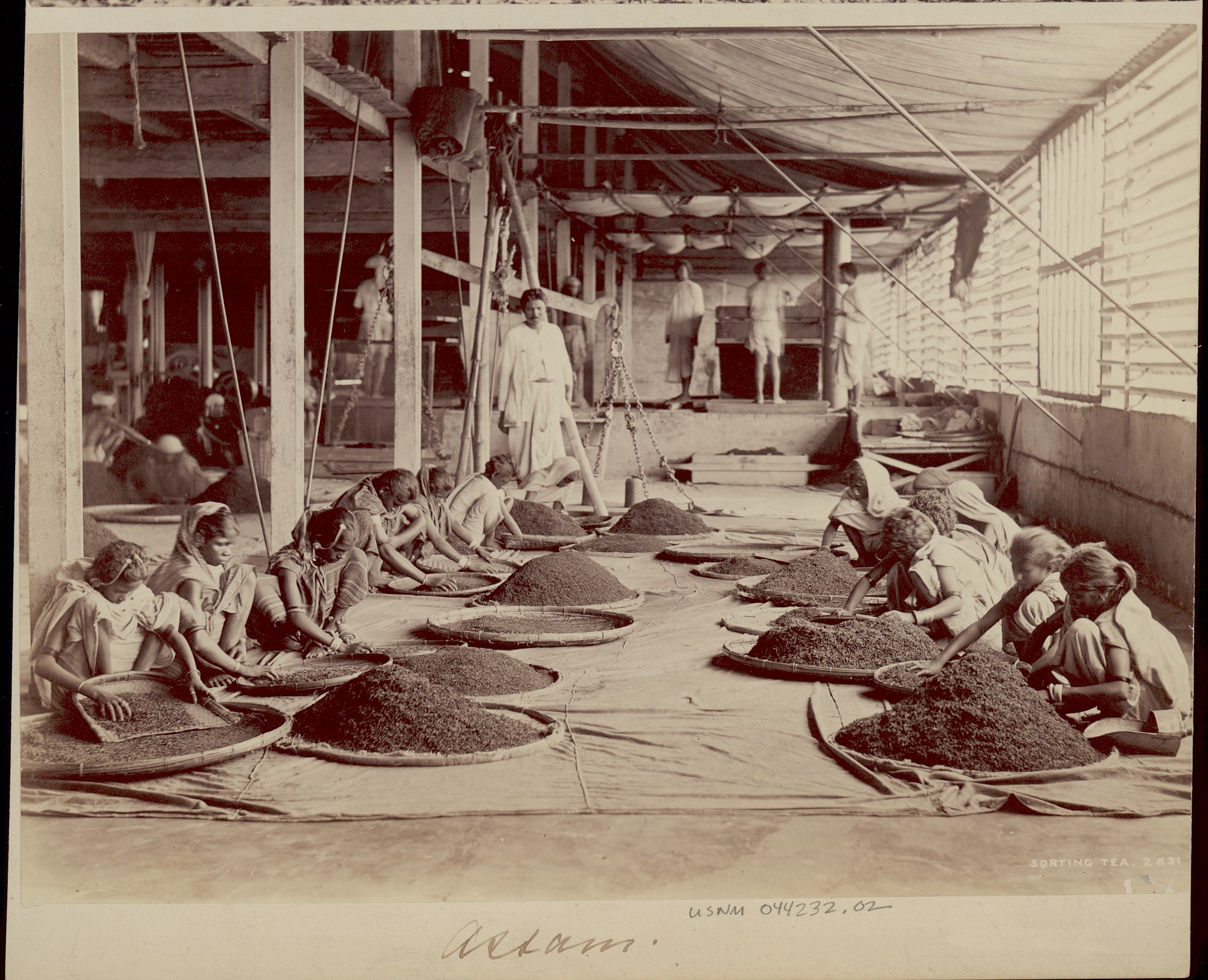 Indoors two roles of women sit on the floor each with a large pile of tea in front of them as they sort the leaves.