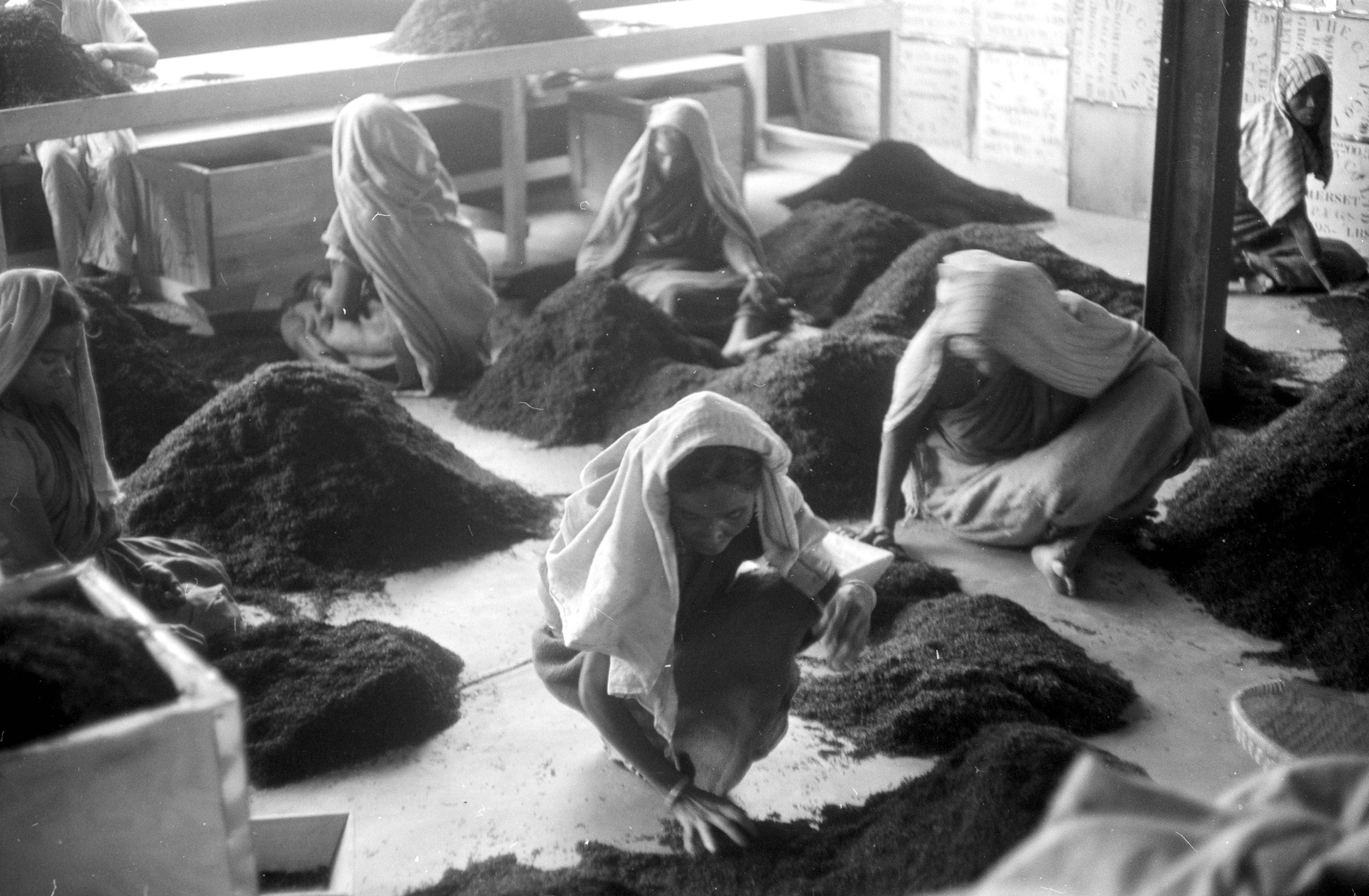 Five women sit in the foreground with white head coverings. They sit near piles of tea leaves, sorting through them.