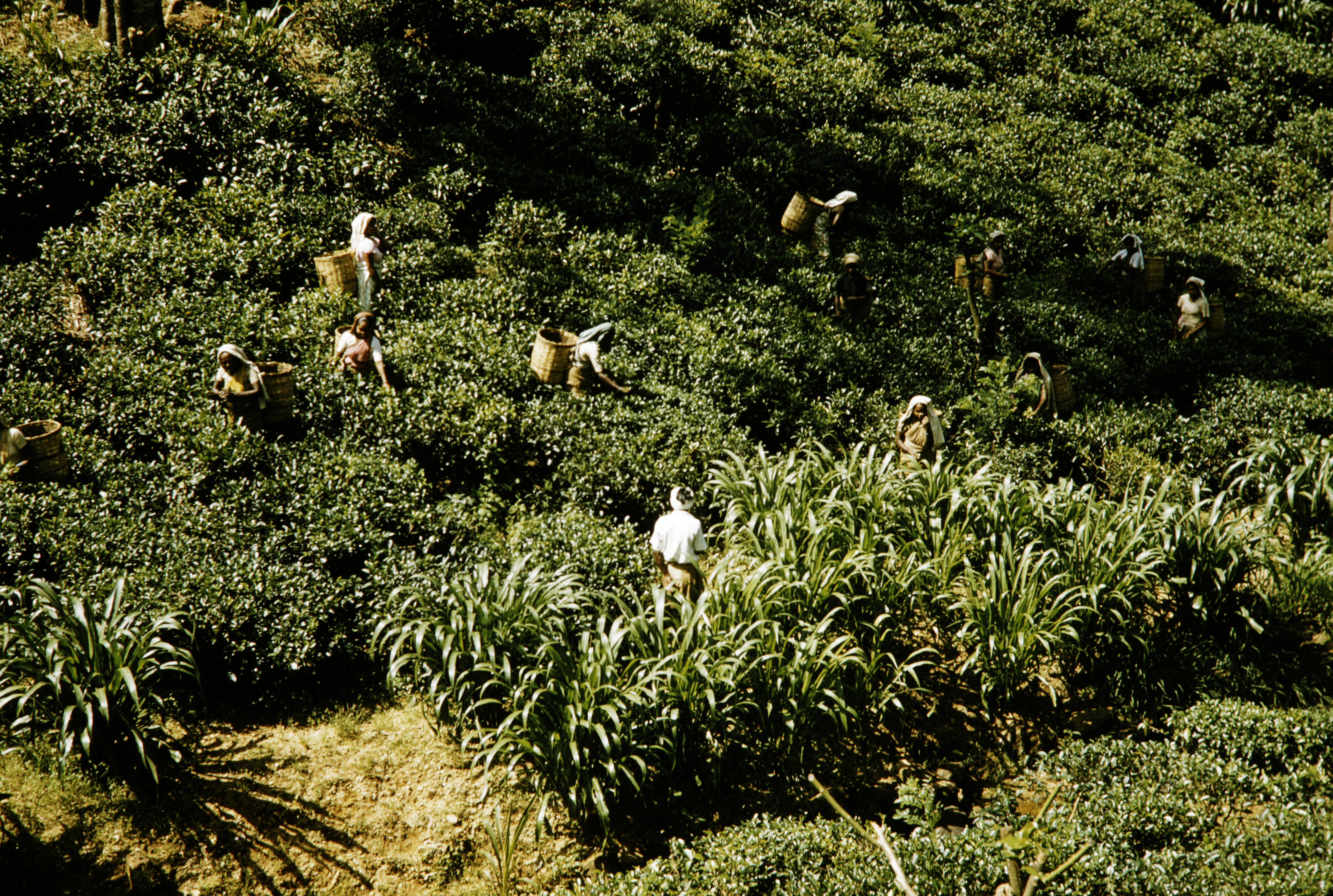 Photo taken from above of a group of workers, most wearing baskets on their back, in a green field of tea plants.