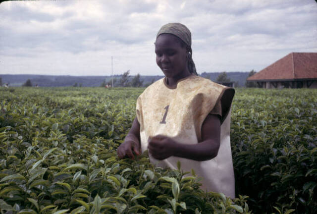Tea picker stands in waist high tea plants wearing a white and yellow dress with the number 1 on it. 