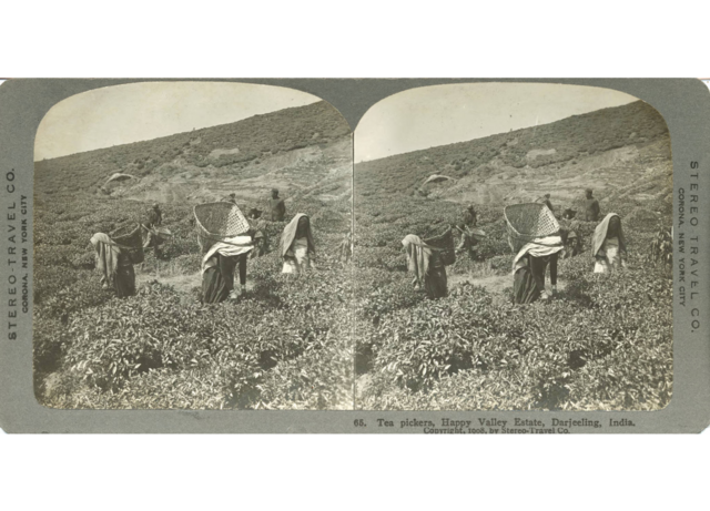 Stereograph by the Stereo-Travel Company with three tea pickers in the foreground with head coverings and large baskets on their back, and a few in the background. 