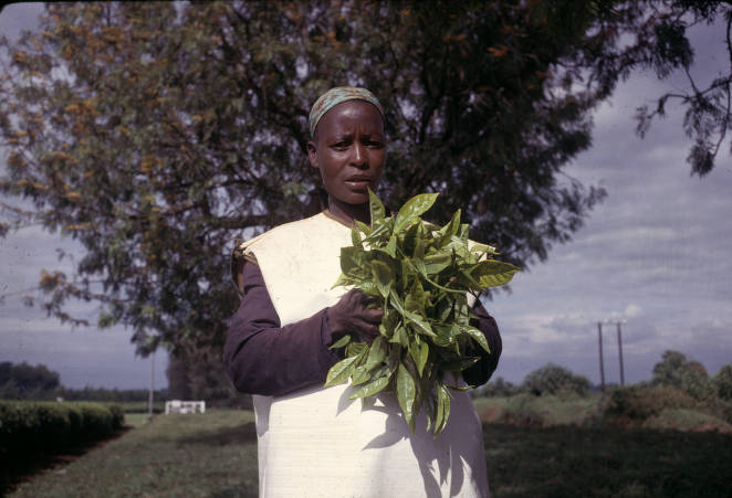 A woman holding a bundle of tea leaves freshly picked stands in front of a tree looking directly at the camera.