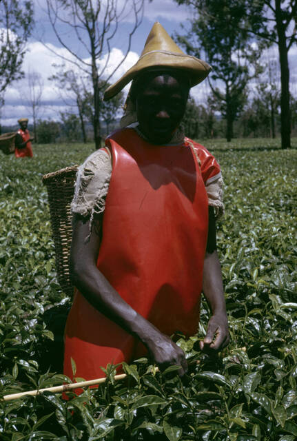 Tea picker wears an orange rubber vest and a triangular hat with a basket on their back while standing among tea plants.