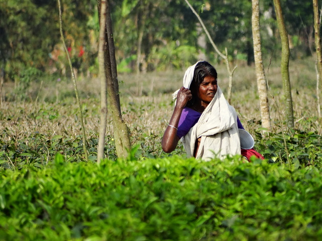A woman stands in a green field near a tree with a white head covering that wraps around her body and a white bucket.