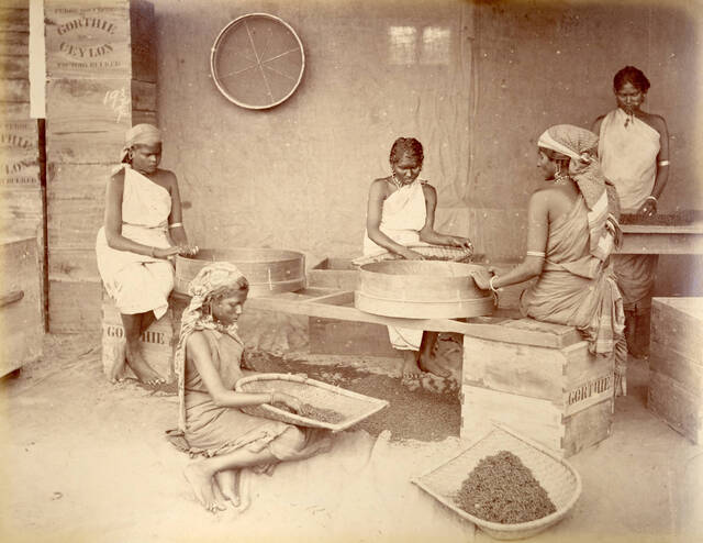 Five women, either sitting or standing, each have a pile of tea leaves in front of them in a plate-like basket. They sort through them, letting the imperfect leaves fall to the floor,