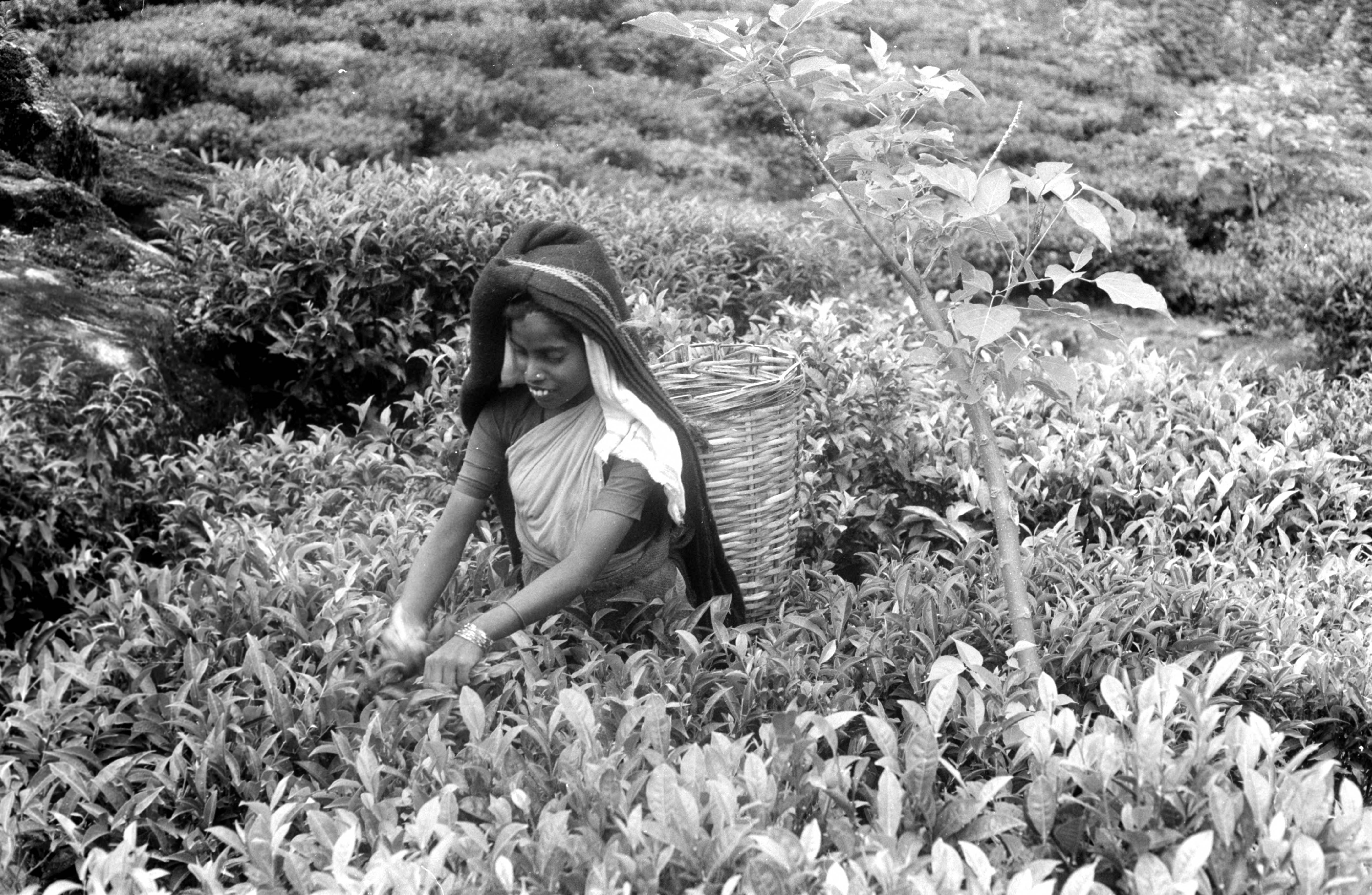 One woman wearing a head covering and basket on her back stands in a field of tea plants plucking the leaves