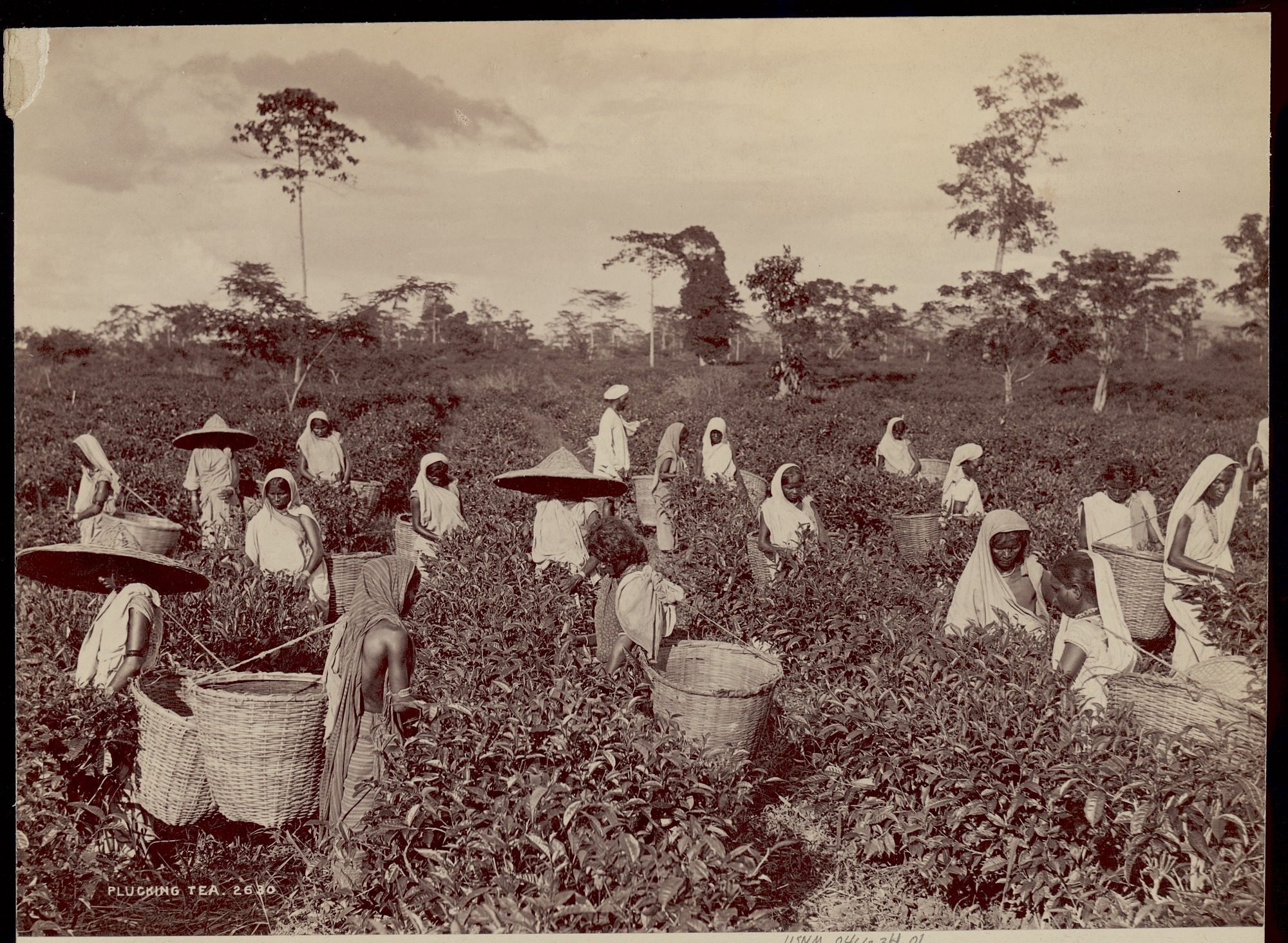 Many women in a tea field with white head coverings or large brimmed hats. Some carrying large baskets. Sepia coloring.