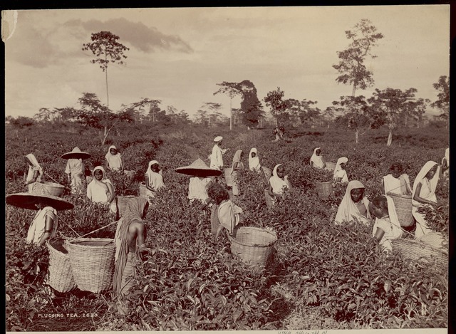Many women in a tea field with white head coverings or large brimmed hats. Some carrying large baskets. Sepia coloring.
