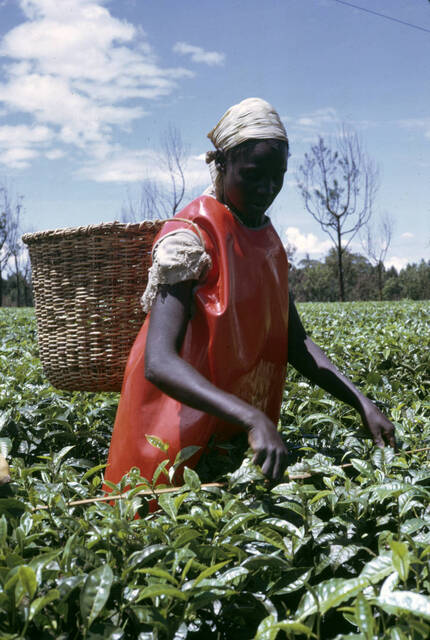 Tea picker standing among tea plants leans over to pick leaves while wearing an orange rubber vest and basket on their back.