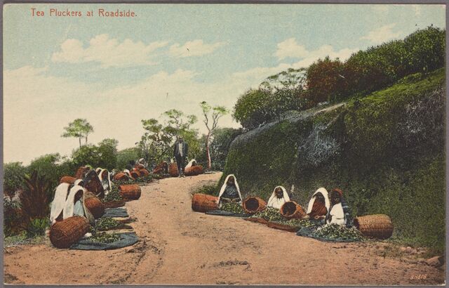 Along a dirt road with greenery at the sides, workers with white head coverings sit with baskets emptied in front of them sorting. One man stands observing.