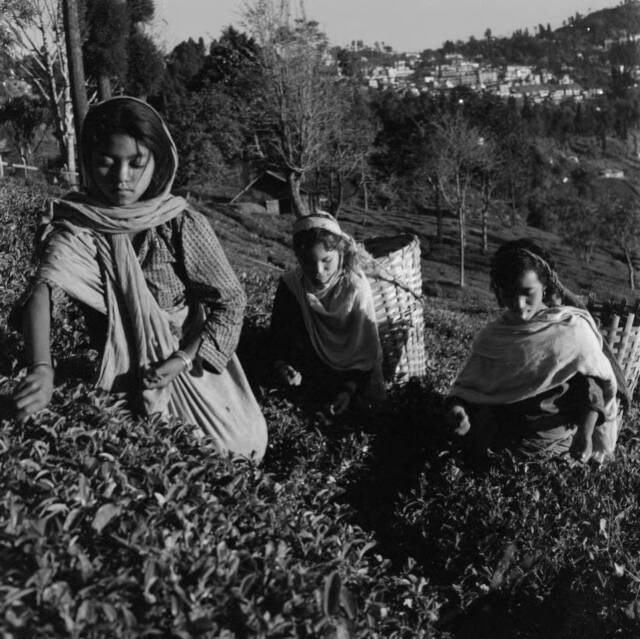 Looking downhill on trio of women picking tea.
