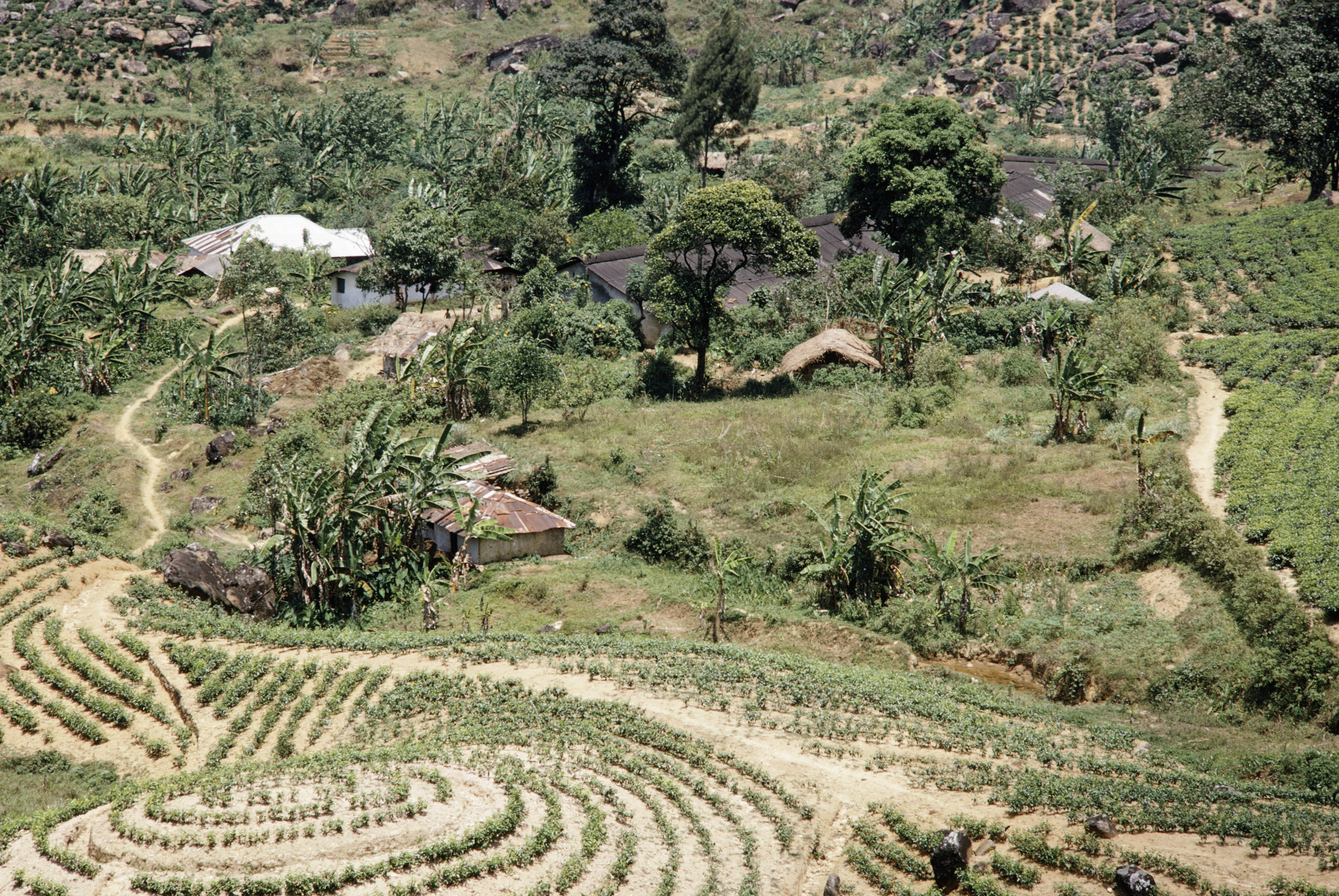 View from above of a tea plantation. Rows of tea plants circle the hills, and down below there are grasses and palm trees near three buildings.