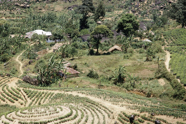 View from above of a tea plantation. Rows of tea plants circle the hills, and down below there are grasses and palm trees near three buildings.