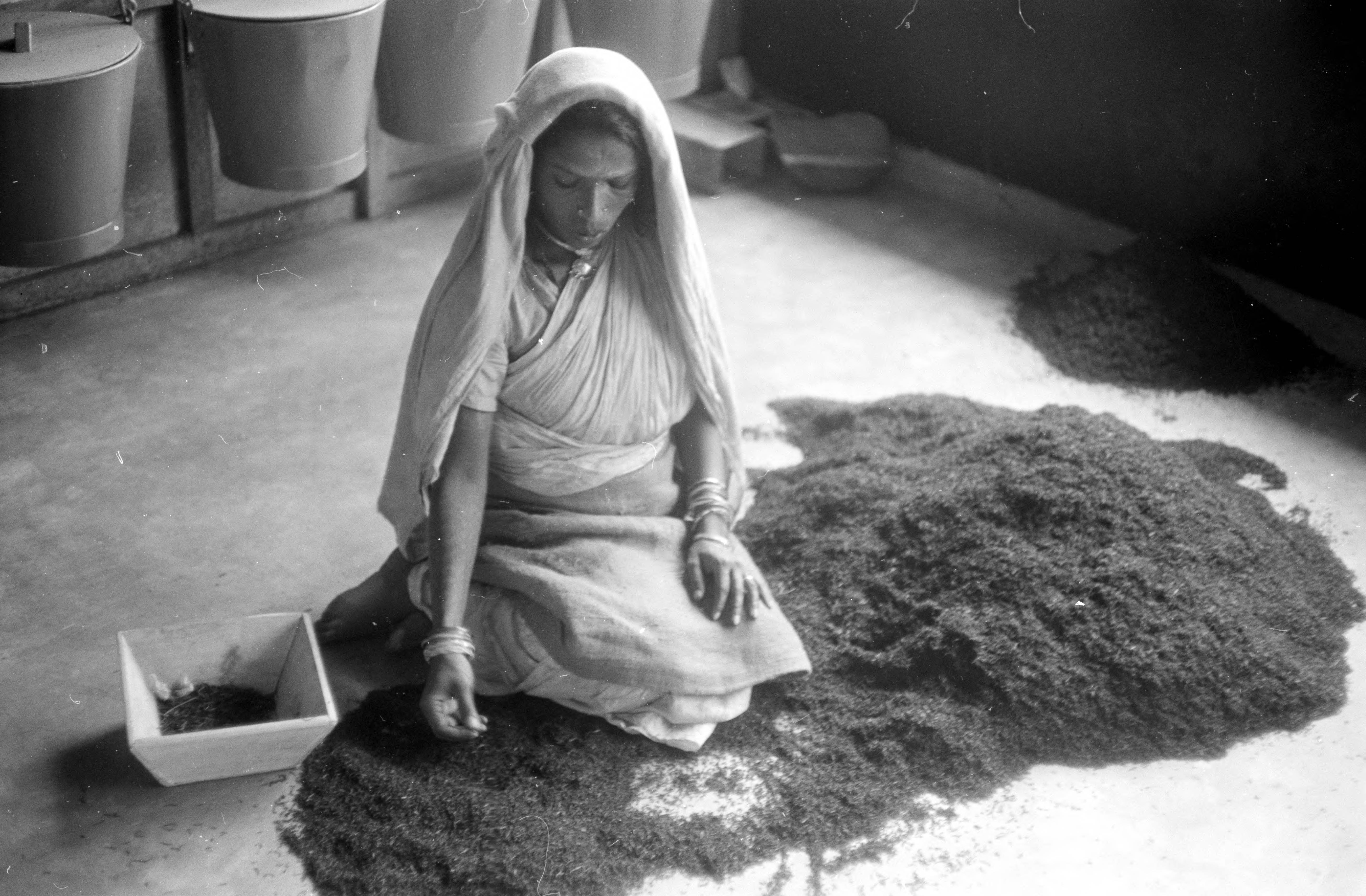 A woman wearing a head scarf sits on top of a pile of dried tea leaves, with the remainder of the pile in front of her and to the side. She sorts the leaves into a white box.
