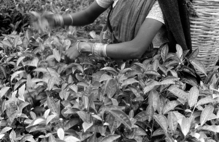 Black and white close up of a woman's hands moving while picking tea leaves. 