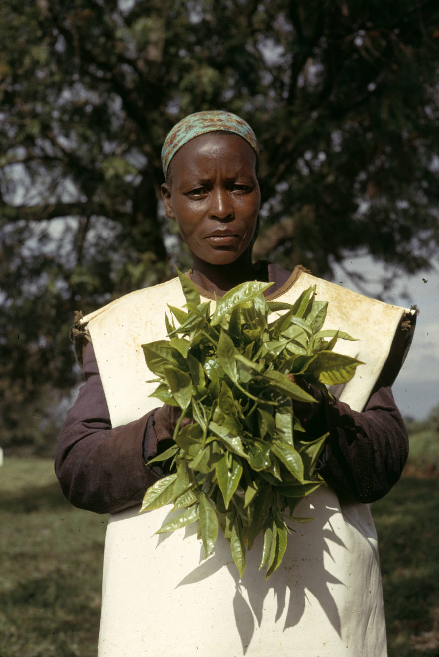 Tea picker in Kericho, Kenya holds a bundle of harvested tea leaves.