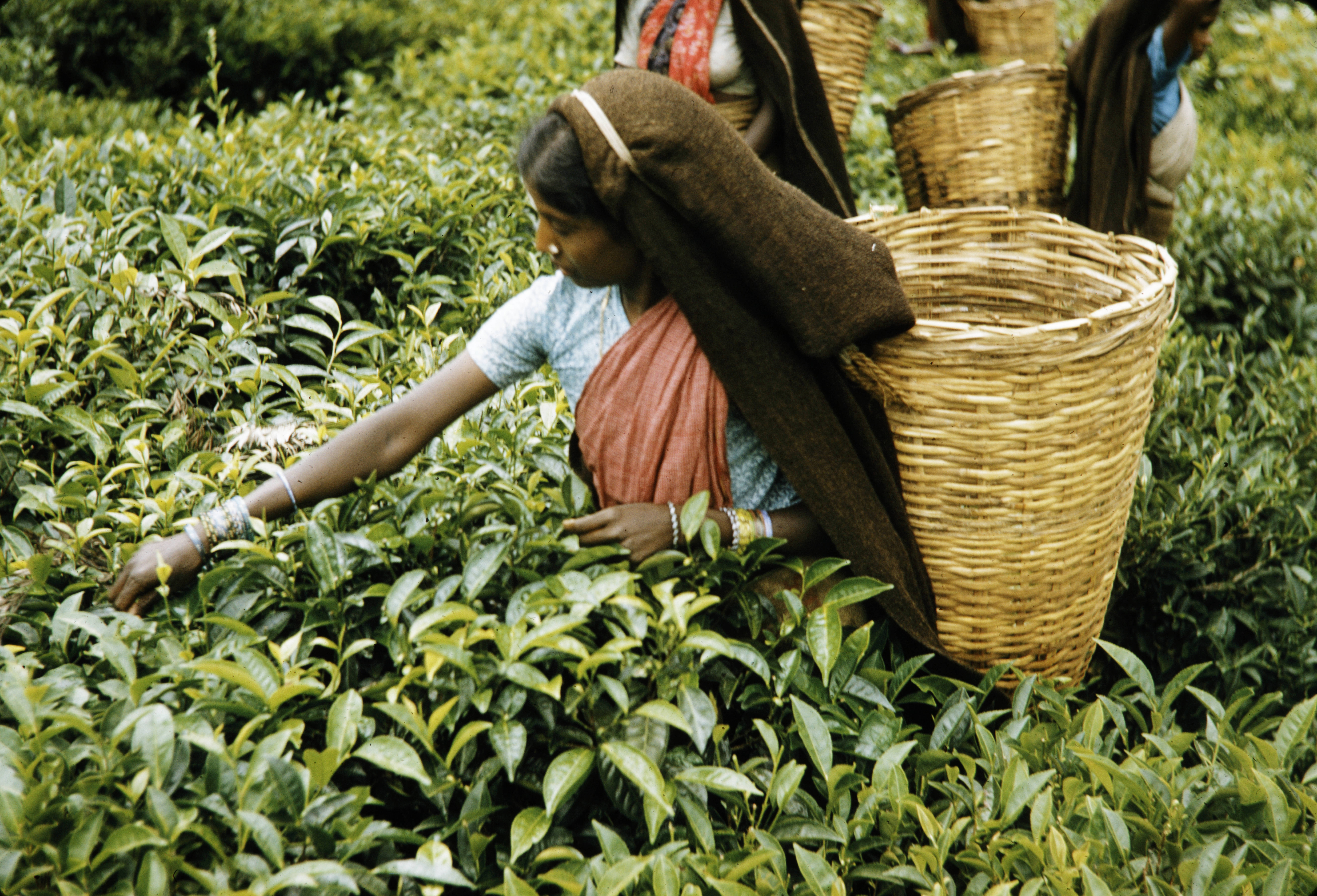 One woman wearing a head covering and carrying a basket on her back stands in tall tea plants, picking leaves.