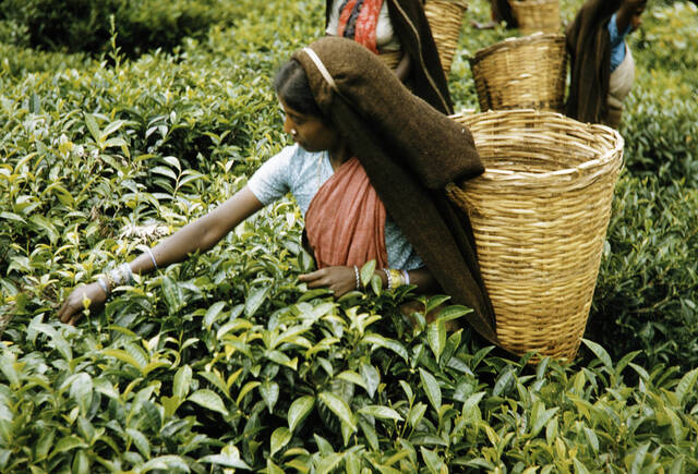 One woman wearing a head covering and carrying a basket on her back stands in tall tea plants, picking leaves.