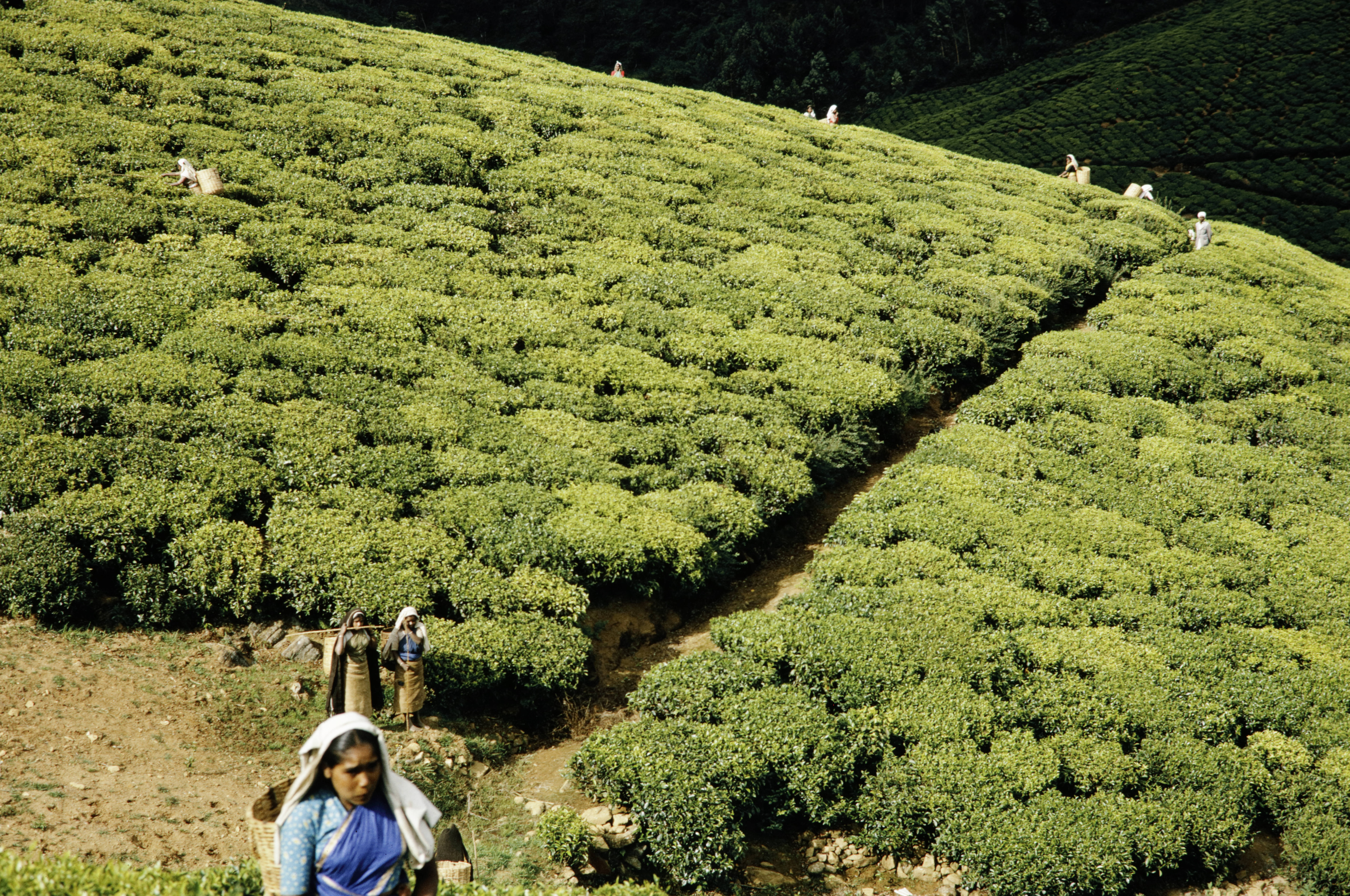 View from above of a section of dense plants on a tea plantation. One woman in the blurry foreground walks uphill with a basket on her back, while other workers are further away in the field.