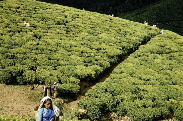 View from above of a section of dense plants on a tea plantation. One woman in the blurry foreground walks uphill with a basket on her back, while other workers are further away in the field.
