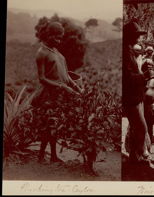One woman standing in front of a bush picking at the tea leaves while holding a basket to her left in Sri Lanka.