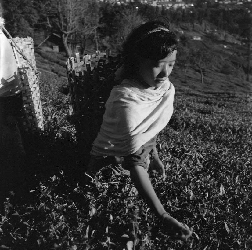 Looking downhill on young woman picking tea.