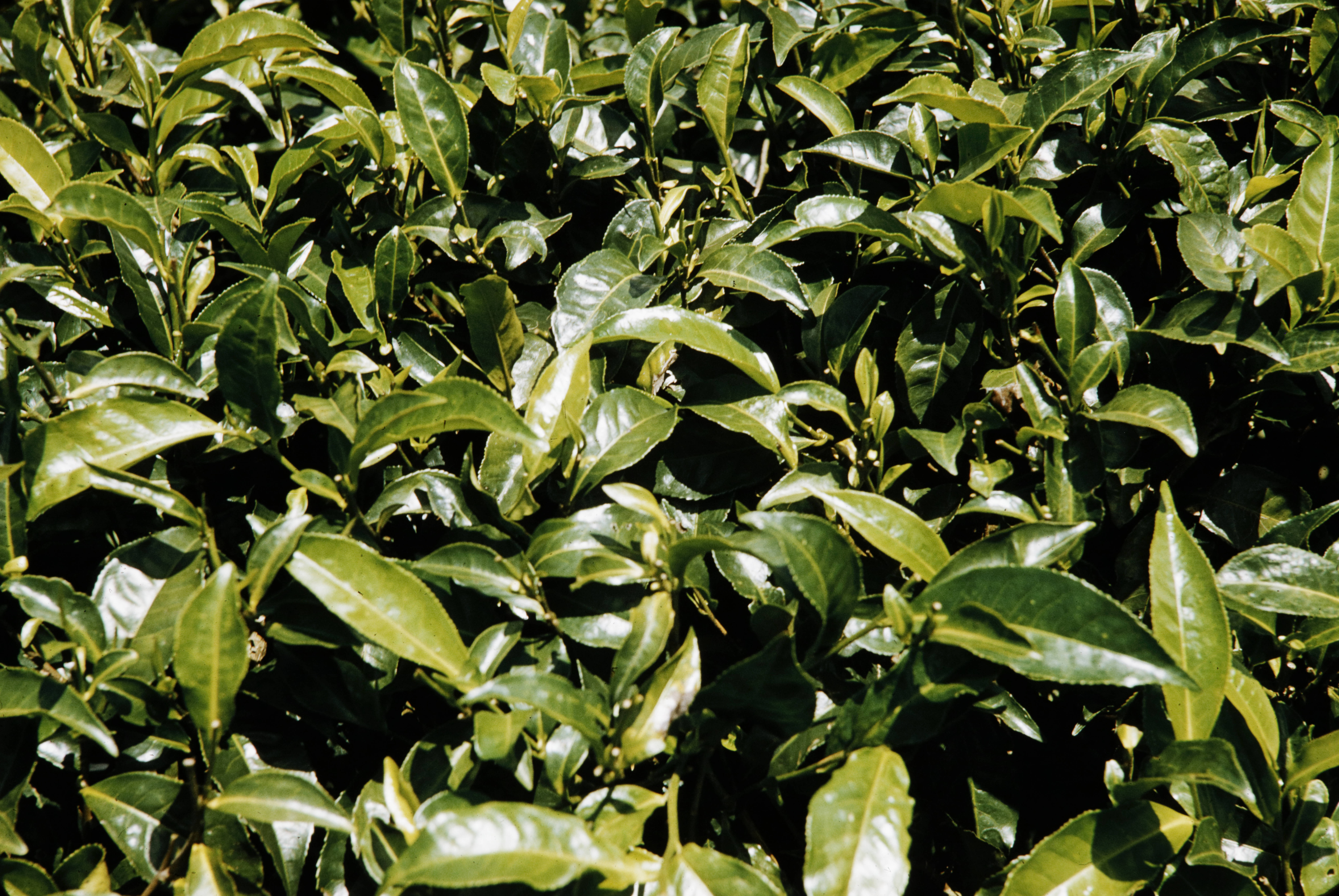 Color photo, close up of green and glossy tea leaves still attached to the plant.