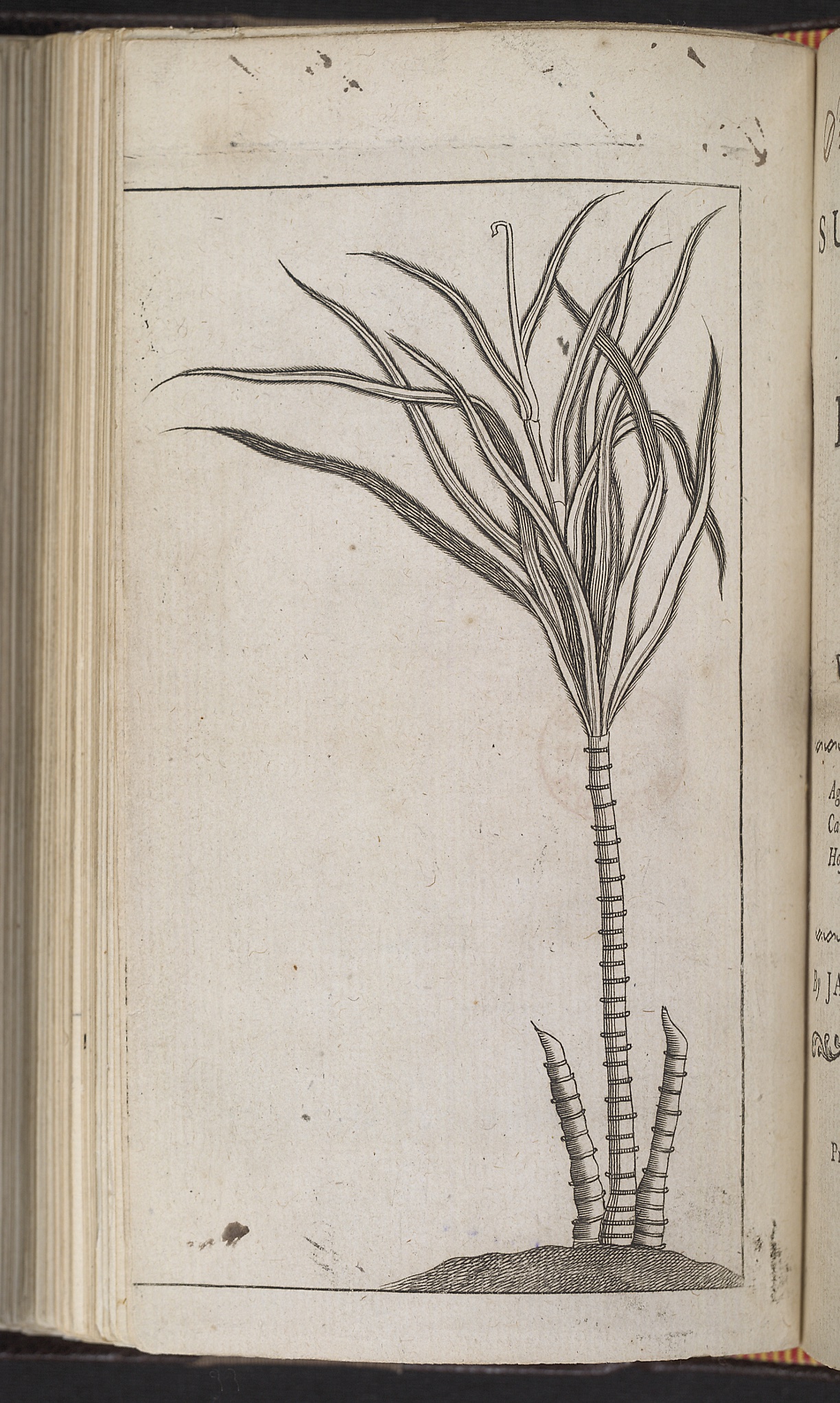 A greyscale frontispiece depicting three sugar cane stalks on a small mound: several overlapping leaves are attached to a single tall stalk, while two shorter stalks that have been cut flank it on either side.