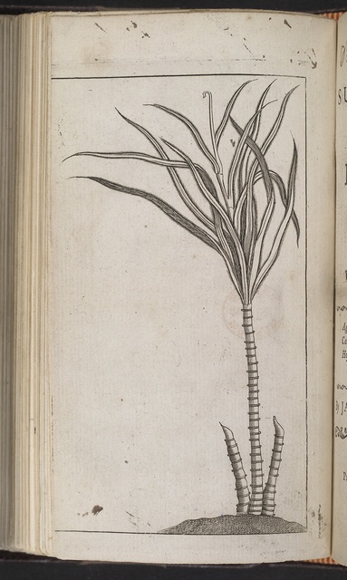 A greyscale frontispiece depicting three sugar cane stalks on a small mound: several overlapping leaves are attached to a single tall stalk, while two shorter stalks that have been cut flank it on either side.