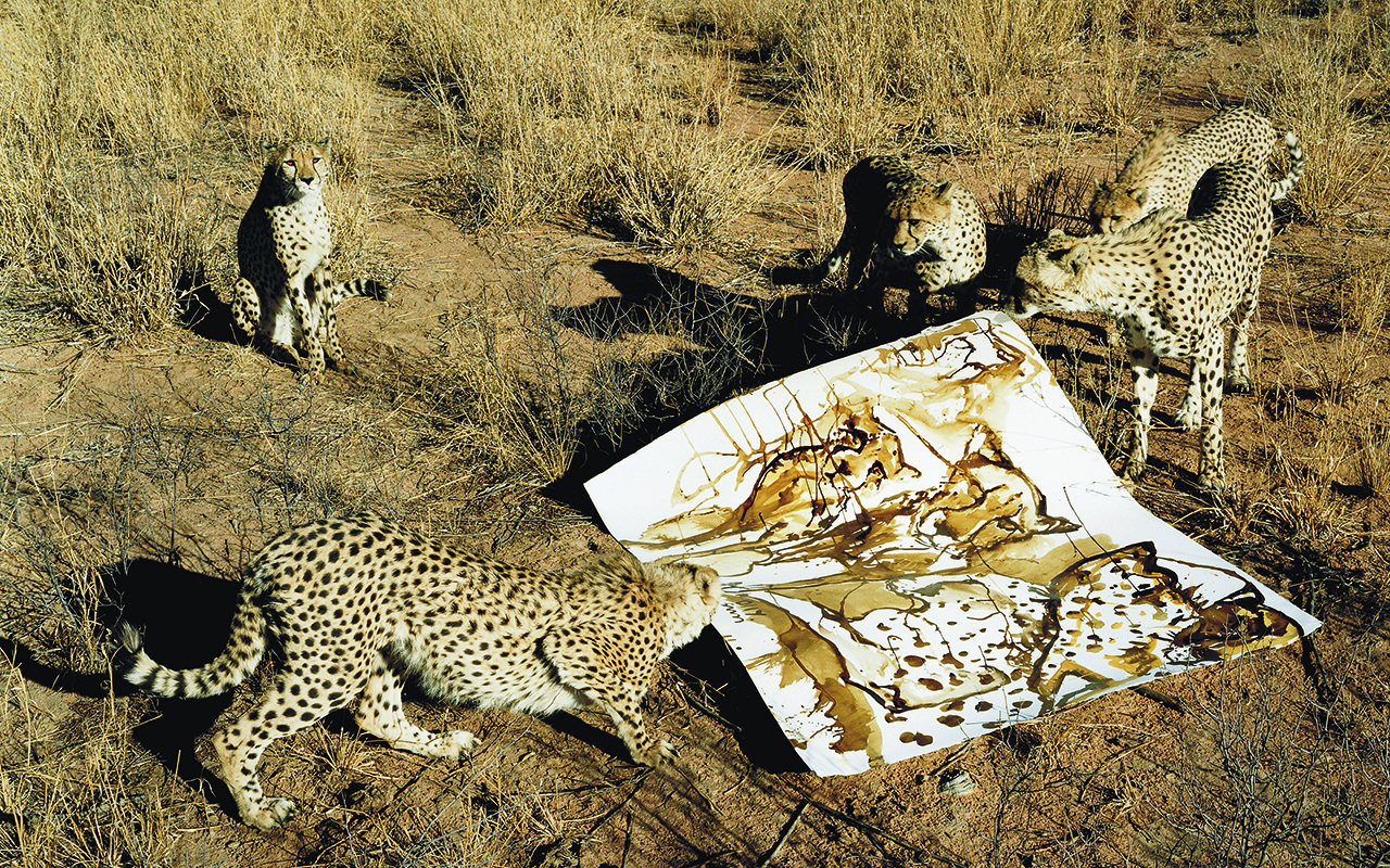 Five cheetahs in an arid landscape, two engaged with investigating a paper painting of cheetahs.