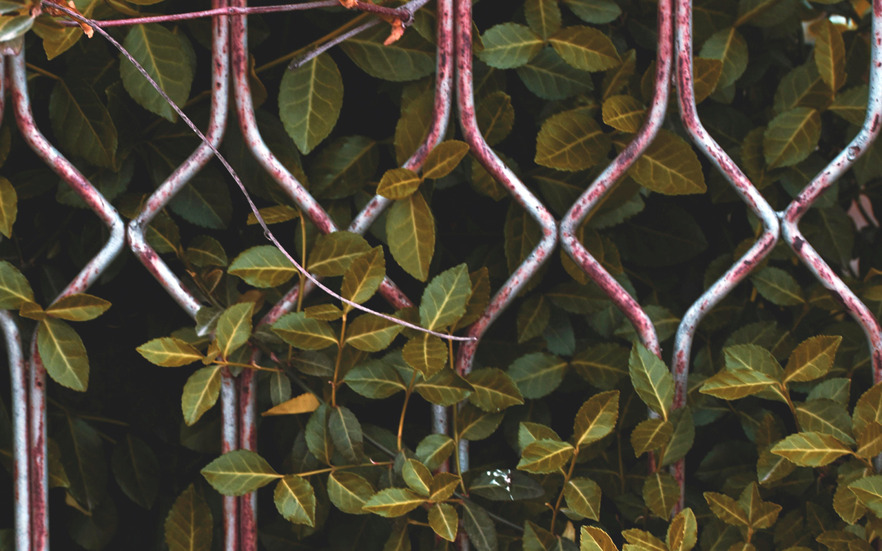 Vines growing on and between a rusted metal fence.