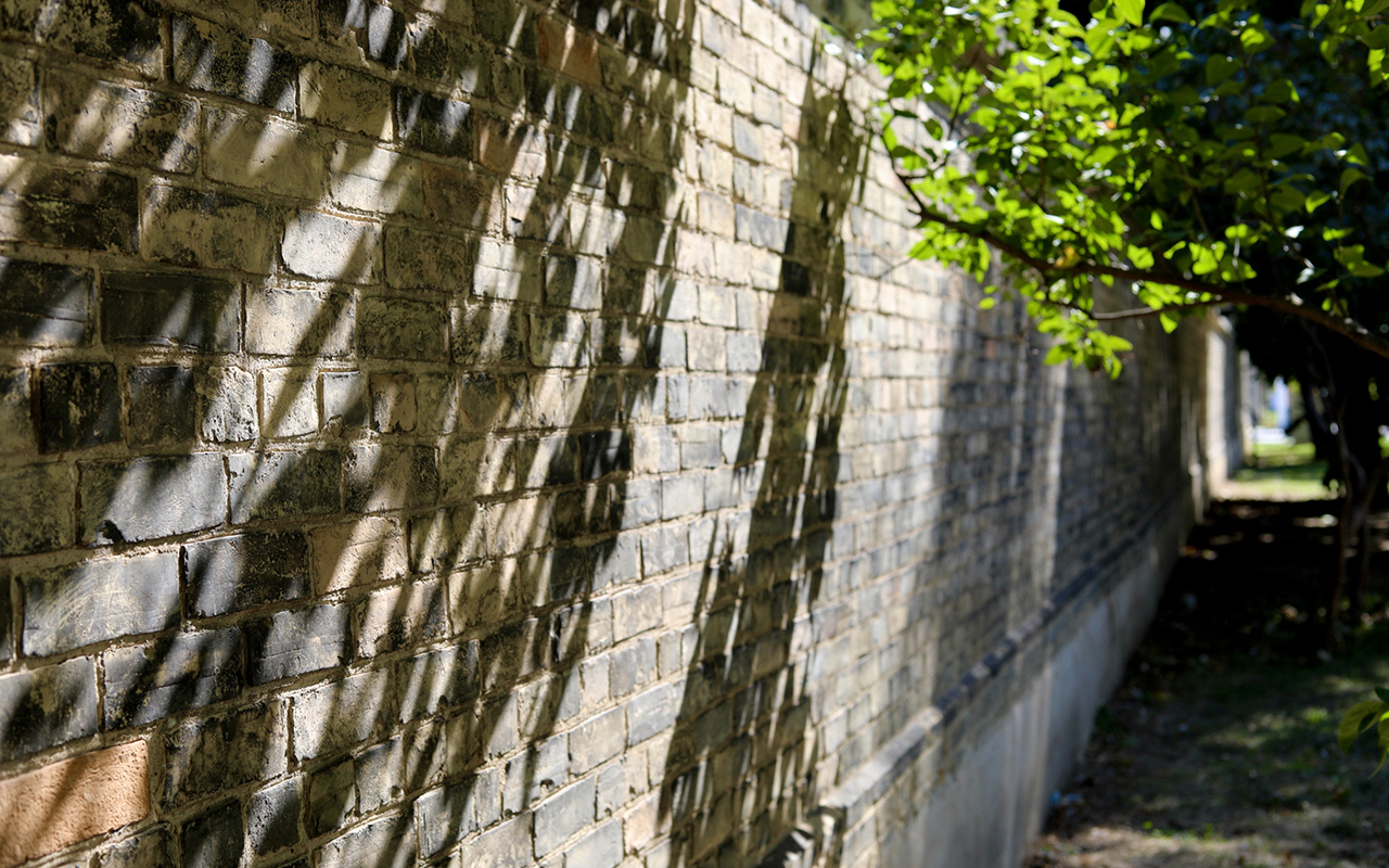 Sun shining on the brick wall of the Centre for Addiction and Mental Health. Tree branches cast shadows on the wall.