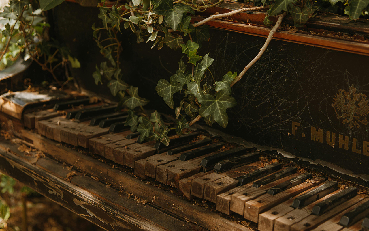 Plants growing on a dilapidated piano left out in nature. 