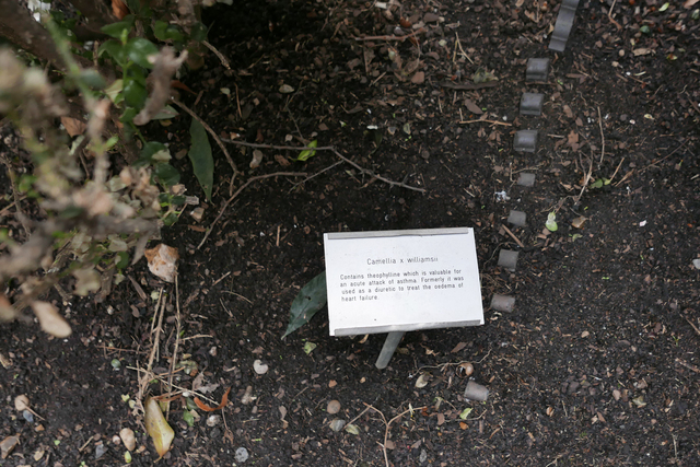 A closeup of a planting with a label sticking out from the soil reading “Carmellia x williamsii.”
