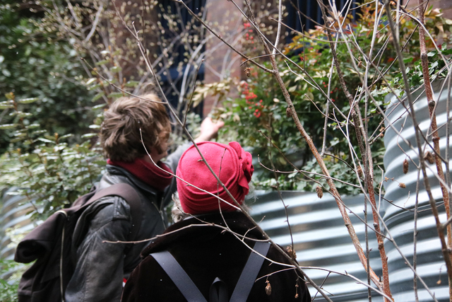 Two people in winter clothing looking at trees in an urban garden.