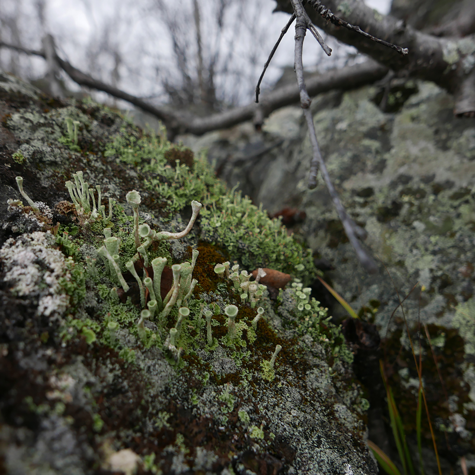 A close-up shot of moss and lichens growing on a surface beside a tree.