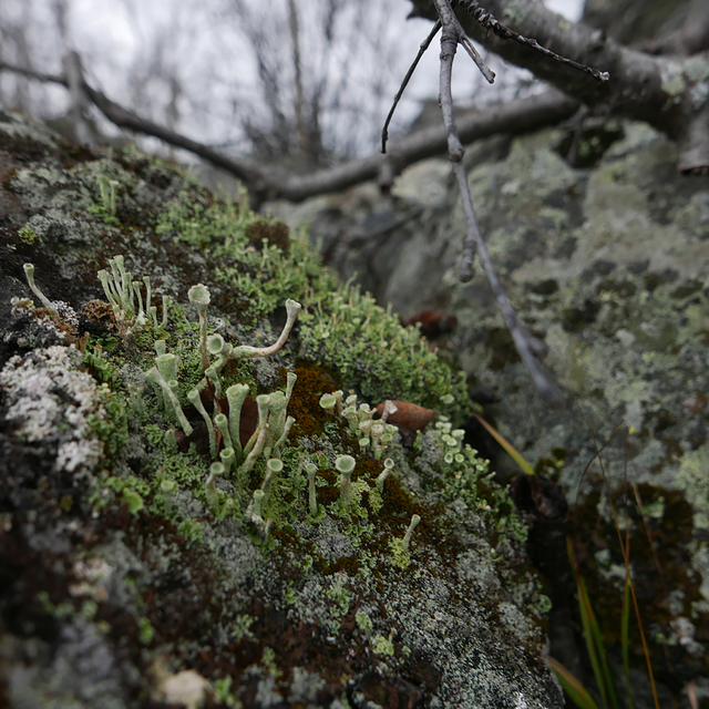 A close-up shot of moss and lichens growing on a surface beside a tree.