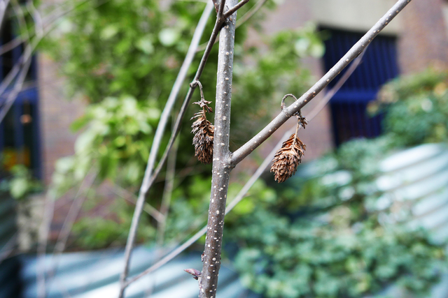 A close-up view of a tree branch with two acorns.