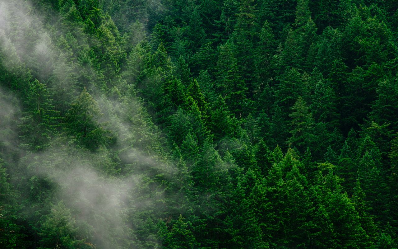 Lush green pine forest