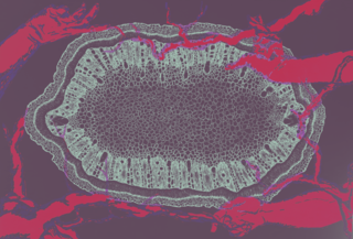 Lindsay Olson's drawing titled Intention